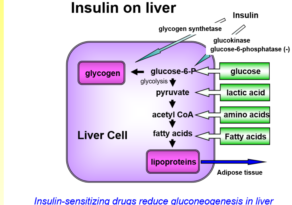 <ul><li><p>when the glucose enters its converted into glucose6-phosphate stopping it from leaving </p></li><li><p>this doesn’t need input from insulin to happen </p></li><li><p>insulin stimulates glucokinase ( the enzyme which converts glucose → glucose-6-phosphate) and it inhibits glucose-6-phosphotase which is an enzyme that makes glucose-6-phosphotase into glucose </p></li><li><p>the glycogen inside the liver is able to be broken down into glucose and is able to regulate glucose in the blood </p></li><li><p>the glucose can also undergo glycolysis where the glucose-6-phosphate can convert into fatty acids which are stored in lipoproteins and transported into the adipose tissue </p></li></ul><p></p>