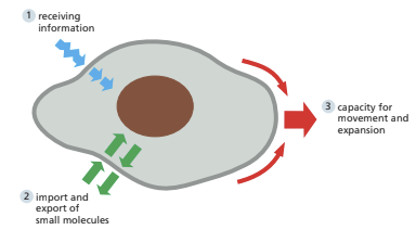 <p>plasma membrane</p>