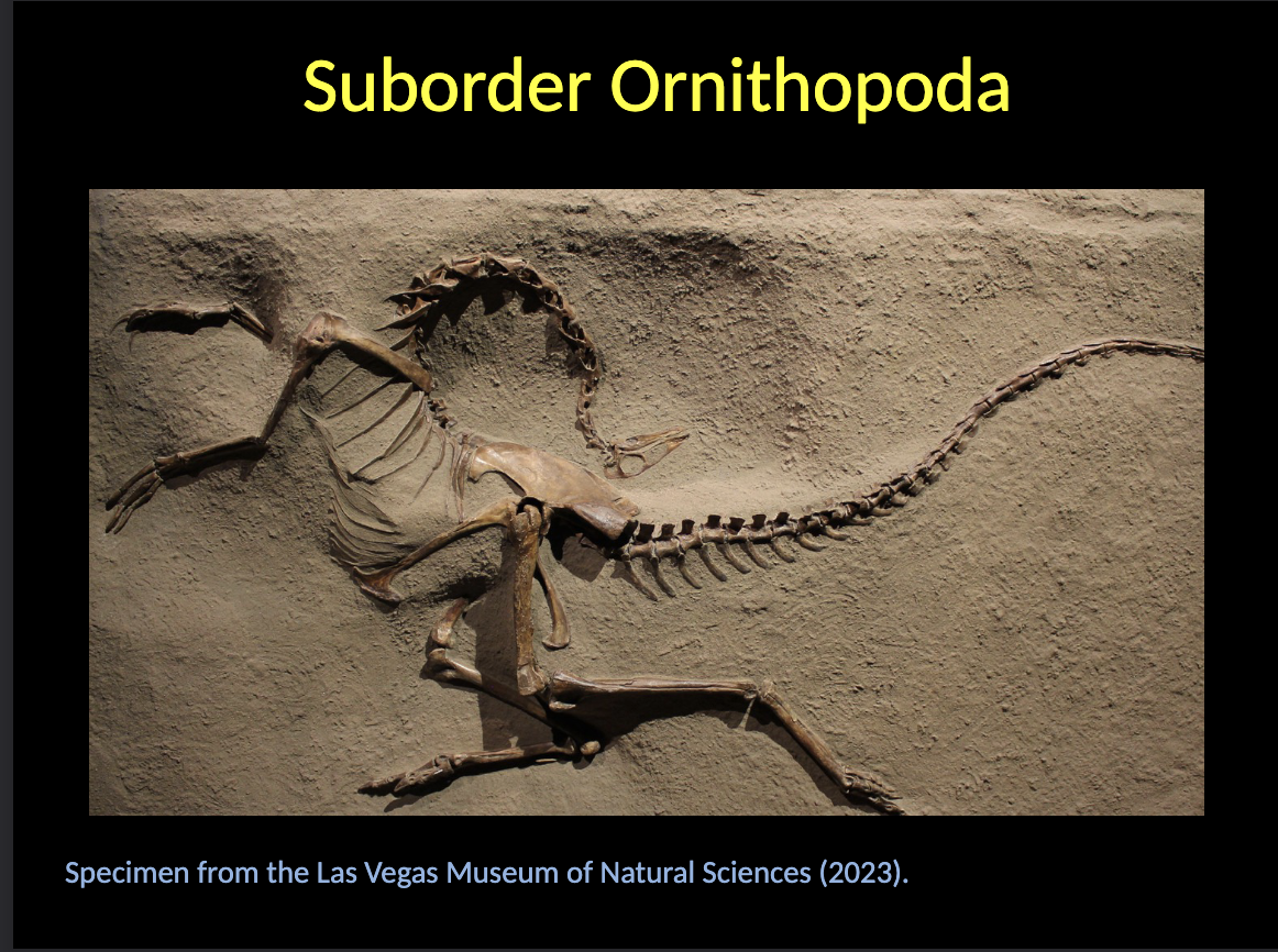 <p><span style="color: rgb(255, 255, 255);">Suborder Ornithopoda</span></p><ul><li><p><span style="color: rgb(255, 255, 255);">The early ornithopods were relatively small, but in the later part of their evolution reached a size of up to WHAT meters.</span></p></li><li><p><span style="color: rgb(255, 255, 255);">Both WHAT and WHAT.</span></p></li><li><p><span style="color: rgb(255, 255, 255);">Stratigraphical range: Upper Triassic (WHAT) – Cretaceous.</span></p></li></ul><p></p>