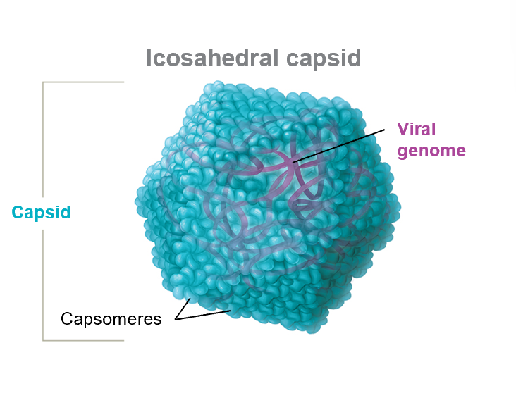 <p>Looks like a 3-D polygon</p>