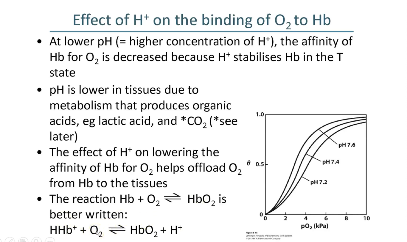 <p>Lower pH = lower affinity of Hb for O2 = T state stabilised</p>