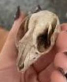 <p>Order: Diprotodontia</p><p>Family: Pseudocheiridae</p>