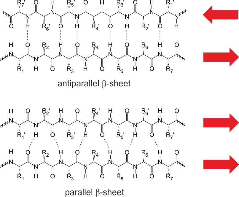 <p>Antiparallel strands run in opposite N-to-C directions; parallel strands run in the same N-to-C direction </p>
