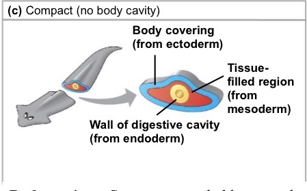 <p>(Compact) No body cavity</p>