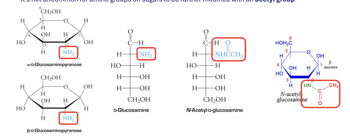 <p>One more more carbons where the OH groups are replaced with NH<sub>2</sub></p>