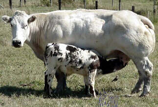 <p>Breed?</p>
