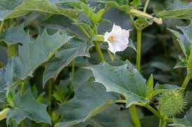 <p><span> Datura stramonium</span></p>