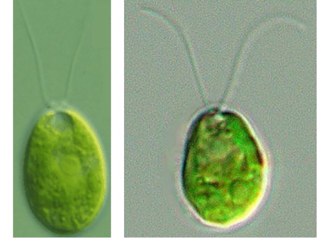 <p>archaeplastida, chlorophyta (green algae)</p><p>unicellular, motile green algae</p>