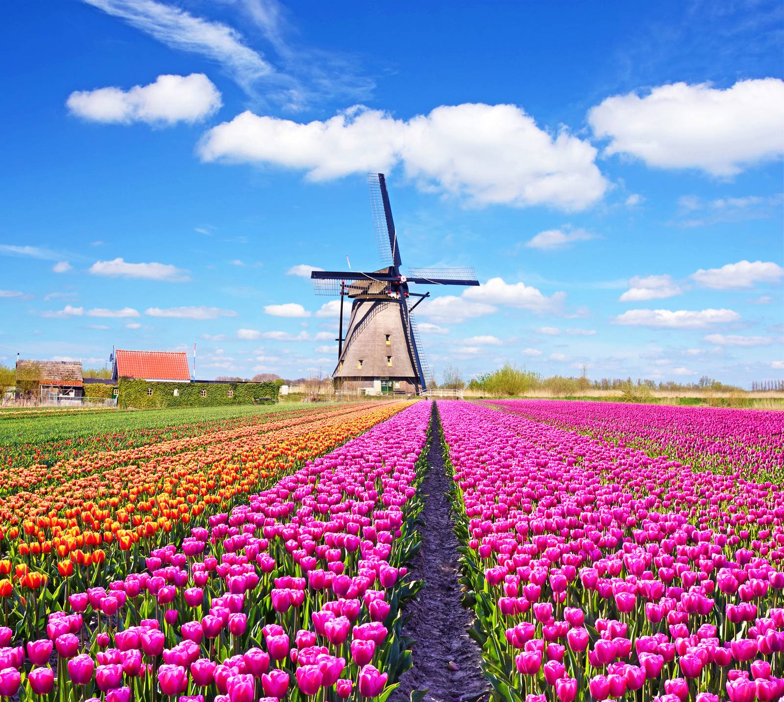 <p>Op het <strong>…</strong> zie je tulpenvelden</p>