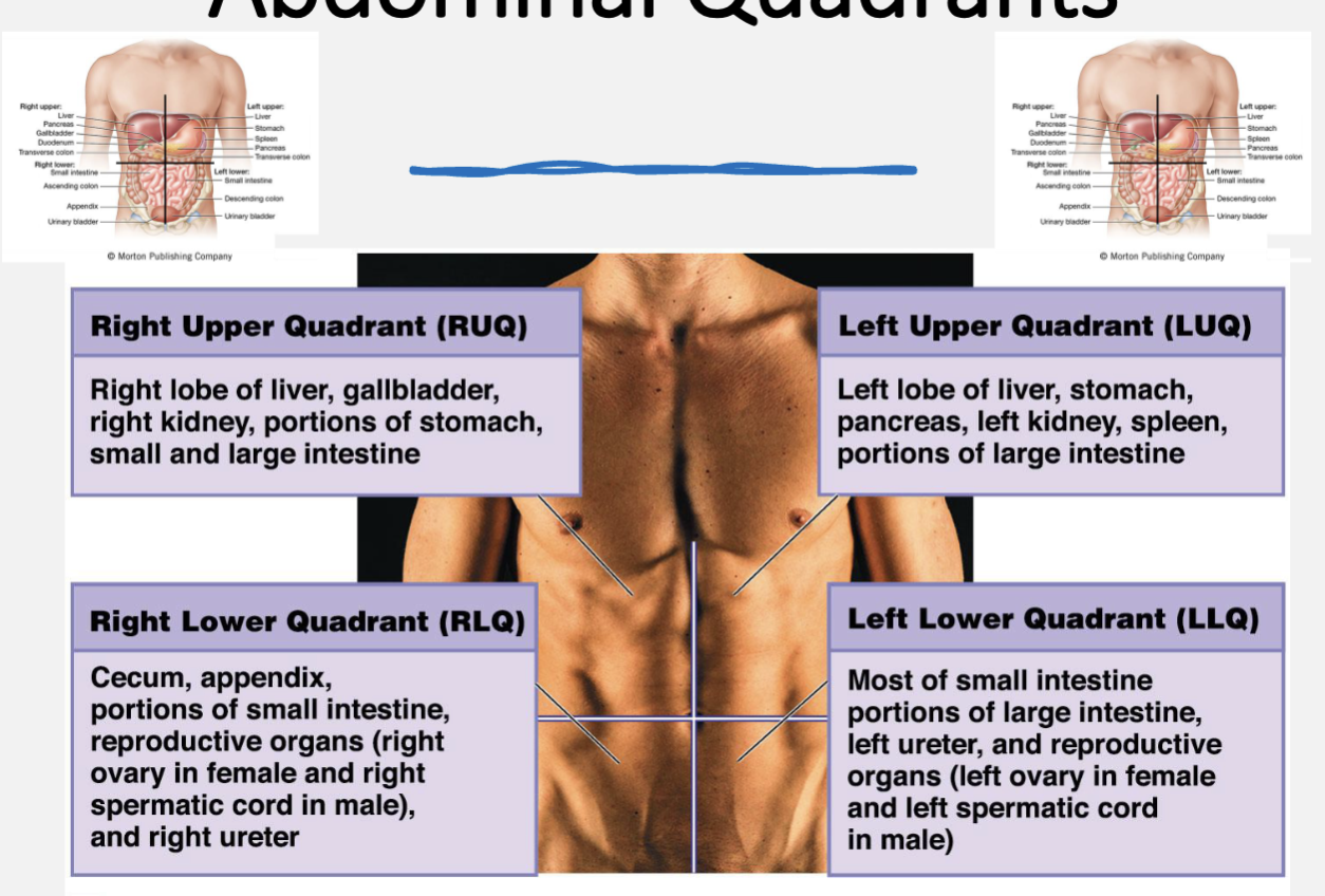 <p>right upper quadrant (ruq)</p><p>right lower quadrant (rlq)</p><p>left upper quadrant (luq)</p><p>left lower quadrant (llq)</p>