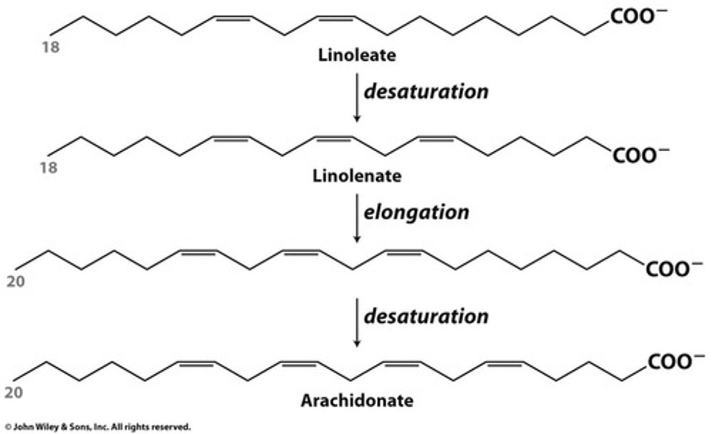 <p>elongases & desaturases</p><p>(for elongation & desaturation steps)</p>