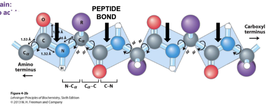 <p>composed of repeating amino nitrogen, alpha carbon, and carbonyl</p><p>have amino and carboxyl terminus</p><ul><li><p>oligopeptide: >2 residues</p></li><li><p>polypeptide: <10,000 kiloDaltons</p></li><li><p>protein >10,000</p></li></ul><p></p>