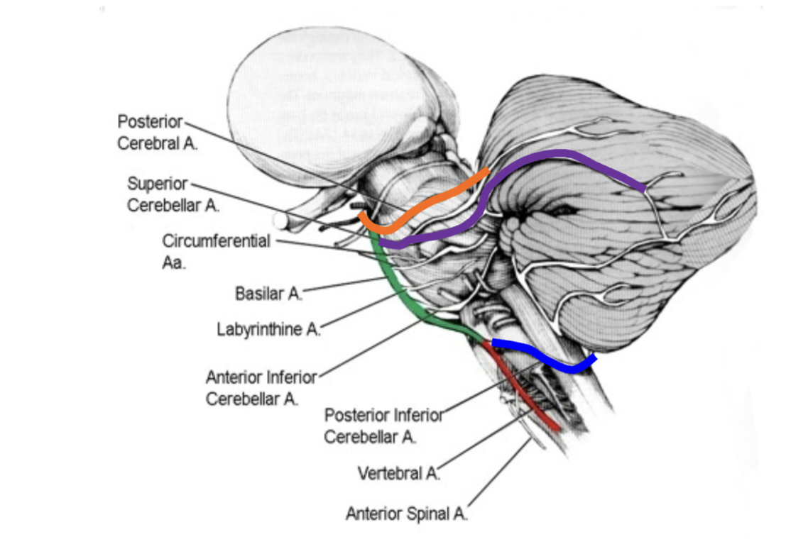 <ul><li><p>PCA (posterior cerebral artery)</p></li><li><p>basilar artery</p></li></ul><p><strong><u>Pooh Bah</u></strong></p>