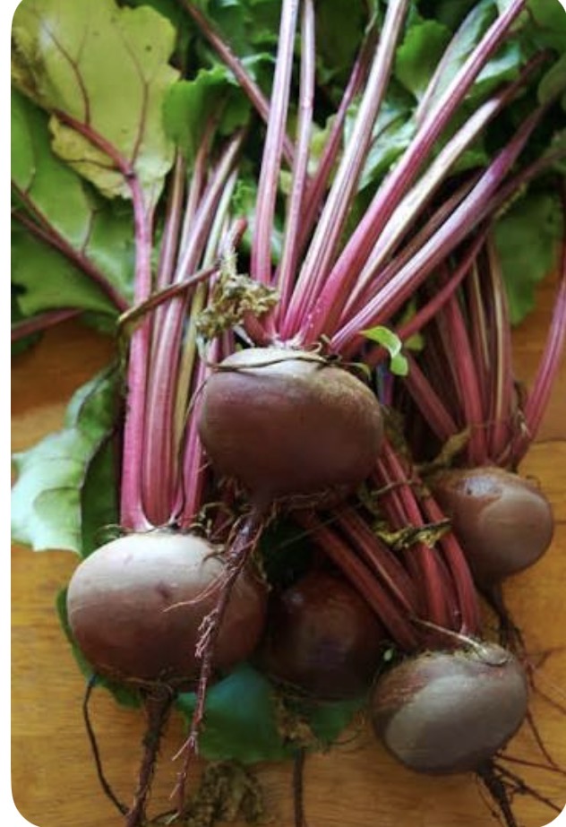 <p>Beet</p>