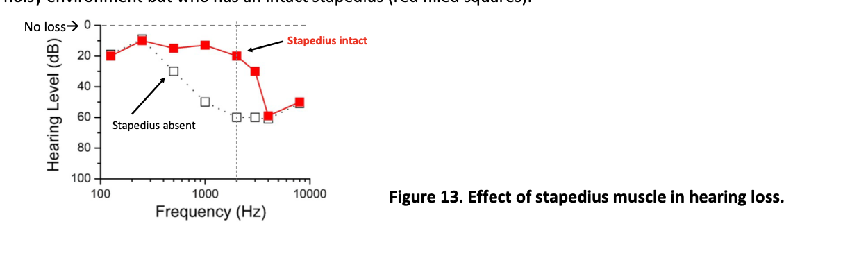 <ul><li><p>Intact stimulus→ hearing lat lower dB levels</p><ul><li><p>Keeps the amplitute of soundheard at relatively constant level</p></li></ul></li><li><p>Inactive stapedius due to hearing loss→ hearing at higher levels</p></li></ul><p></p>