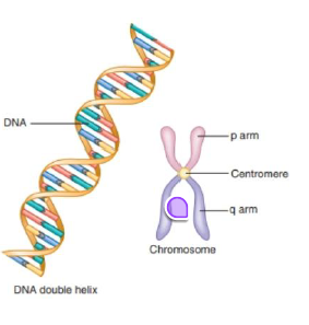 <ul><li><p><strong>DNA packaged into organized units</strong></p></li></ul><p>• visible only during active cell division</p><p>• Centromere divides _ into two distinct arms</p><ul><li><p>Short p arm and long q arm define shape</p></li></ul><p>• Gene locations identified using chromosomal addresses</p>