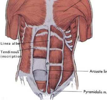 <p>What muscle is this? Name, Action and Exercise</p>