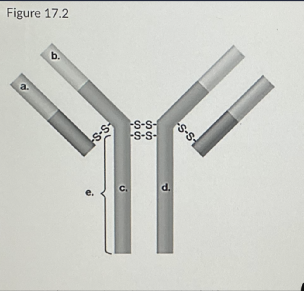 <p>In Figure 17.2, which areas represent antigen-binding sites?</p><ul><li><p>c and d</p></li><li><p>a and c</p></li><li><p>a and b</p></li><li><p>b and c</p></li><li><p>b and d</p></li></ul><p></p>