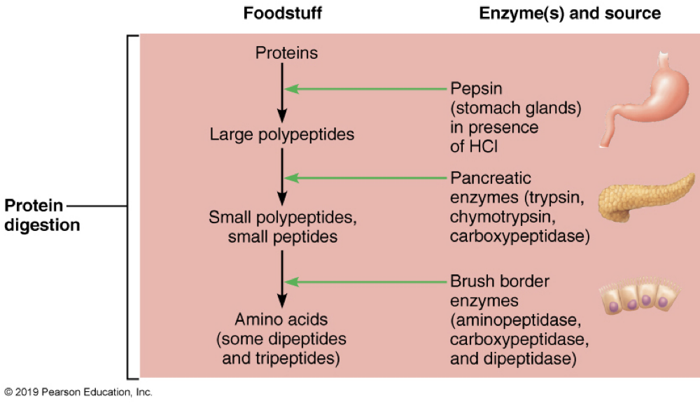 <p><strong>digestion & absorption: proteins</strong></p><p>-beings in ___</p><p>-pancreatic ___</p><p>-brush boarder</p>