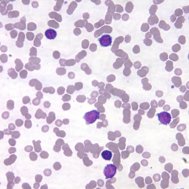<p>What tissue is this?</p>