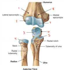 <p>What part of the ulna is labeled 3?</p>