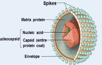 <p>Enveloped Virus</p>