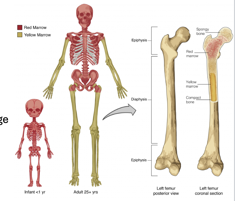 <p>Hematopoietic tissue… children have it in every bone, adults have it in the head and trunk…</p>