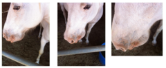 <p>Just so you have an idea of what the horse looked like from the outside.. firm, not easily moved mass on horse's jaw</p>