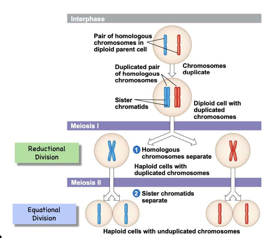 <p>1 diploid cell —> 4 haploid cells</p>