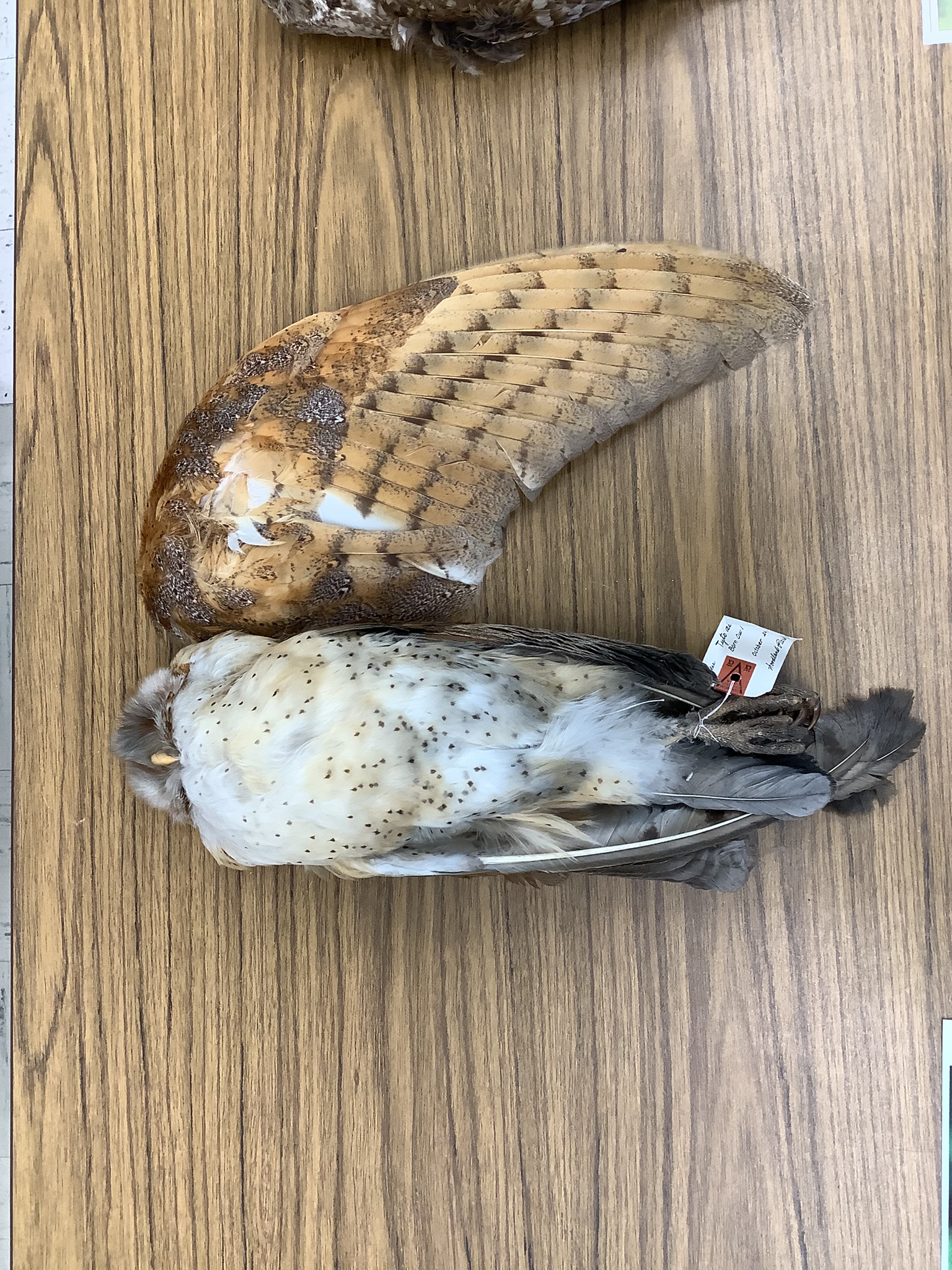 <p>Class Reptillia </p><p>Order Strigiformes </p><p>Barn Owl </p><p></p>