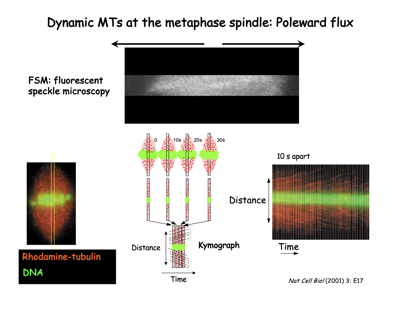 <ul><li><p>Low density of Rhodamine-labelled tubulin</p></li><li><p>generates speckles that can be followed as fiduciary marks</p></li></ul><p>First (left)</p><ul><li><p>Whole spindle pictures</p></li></ul><p><strong>Kymograph</strong> (Right)</p><ul><li><p>series of strips from the <strong>centre </strong>of spindle taken at 10s intervals</p></li><li><p>displayed side by side</p></li><li><p>diagonal streaks represent individual speckles moving towards the pole as a result of flux</p></li><li><p>Slope of the line→<strong> reflects flux veolcity</strong></p></li></ul><p></p>