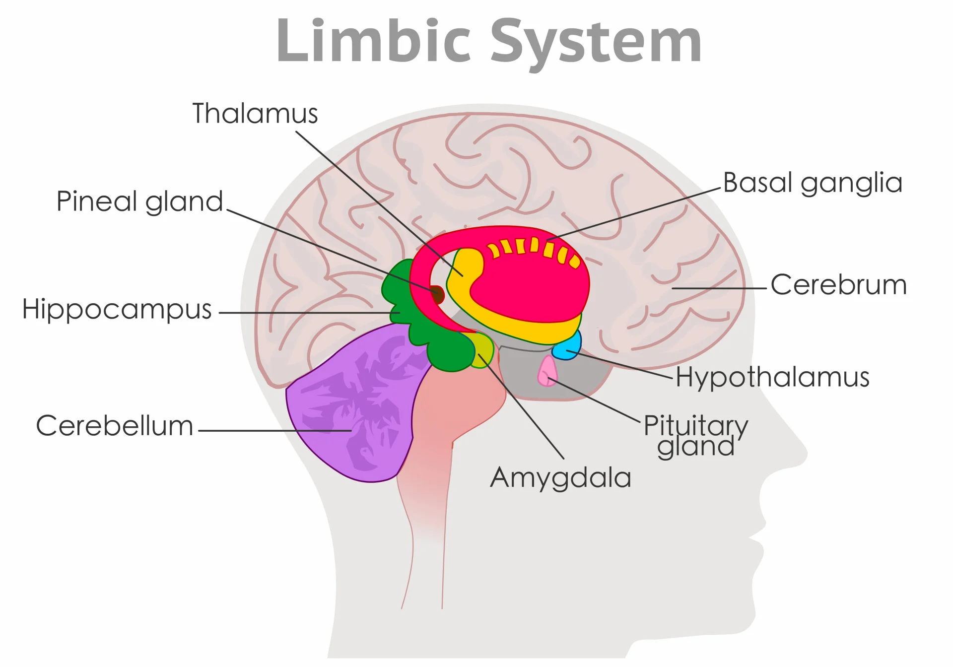 <p>a doughnut-shaped system of <strong>neural structures</strong> at the border of the<strong> brainstem and cerebral hemisphere</strong>s; associated with emotions such as<strong> fear and aggression</strong> and drives such as those for food and sex. Includes the <strong>hippocampus, amygdala, and hypothalamus</strong></p>