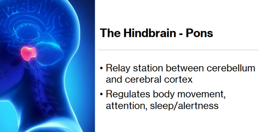 <p>Relay station between cerebellum and cerebral cortex, regulates body movement, attention, sleep/alertness </p>