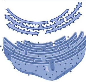 <p>This is the structuring of what?</p>
