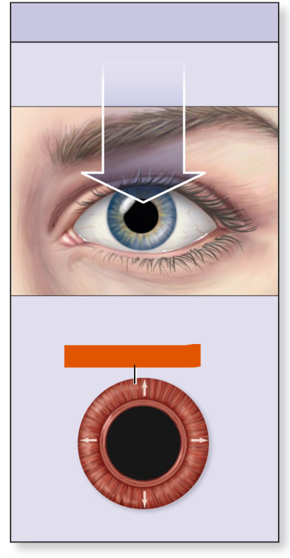 <p>(sympathetic innervation)</p>