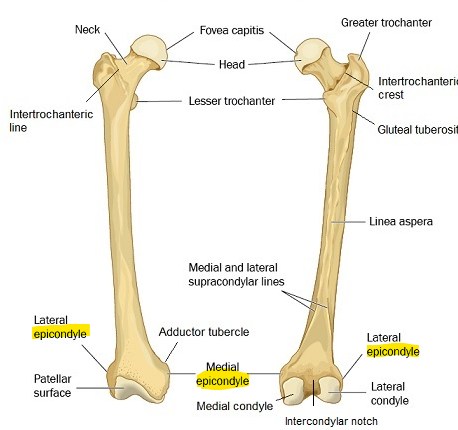 <p>Raise area above a condyle</p>