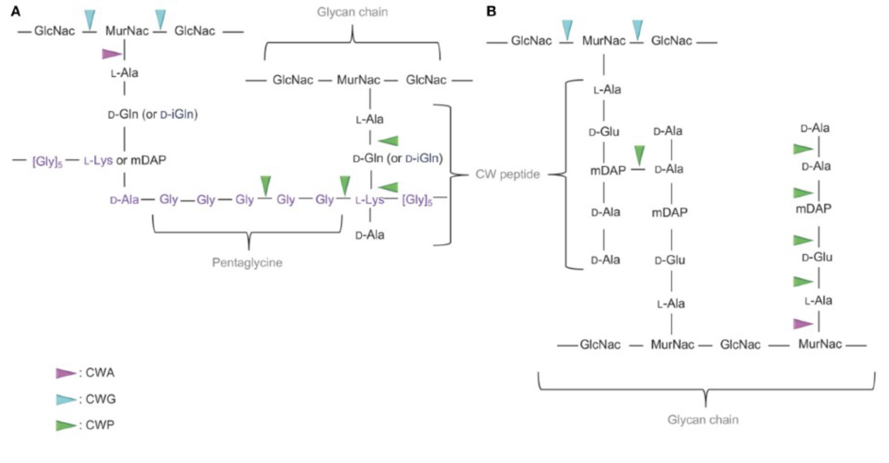 <p><span>• Cell wall hydrolases (enzymes) must degrade the cell wall at a specific site (septum) to separate the daughter cells<br>• 3 classes of cell wall hydrolases:<br>• Cell wall amidase<br>• Cell wall glycosidase<br>• Cell wall peptidase</span></p><p></p><p>covalent bonds (hard to break w/out energy or enzymes)→ peptidoglycan</p><p>if cell is going to replicate needs to break the peptidoglycan via cell wall hydrolases (need water to work with enzyme to break the bonds) break the bonds at specific sites at the septum to create two even cells</p><p>amidase breaks amide bond</p><p>glycosidase breaks sugar or glucose bond</p><p>peptidase breaks peptide bond</p><p></p><p>breaking glycine bonds at NAM and NAG repeats</p><p>CWA amidase</p><p>CWG is glycosidase</p><p>CWP is peptidase</p>