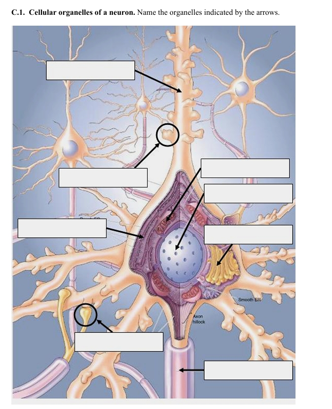 <p>Identify the Cellular Organelles of a Neuron.</p>