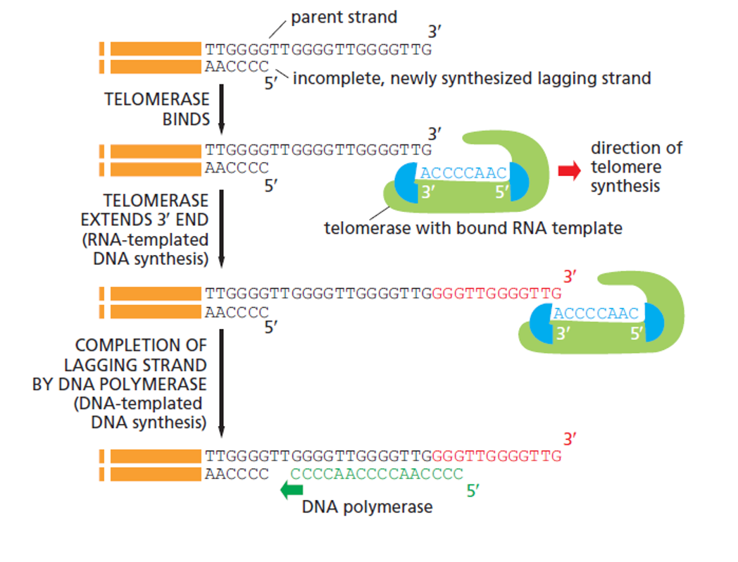 <ul><li><p>telomerase binds to 3’ end and has an RNA template where it attaches an extra telomere</p></li><li><p>now DNA polymerase has somewhere to bind and replicate the information that would have been lost</p></li></ul><p></p>