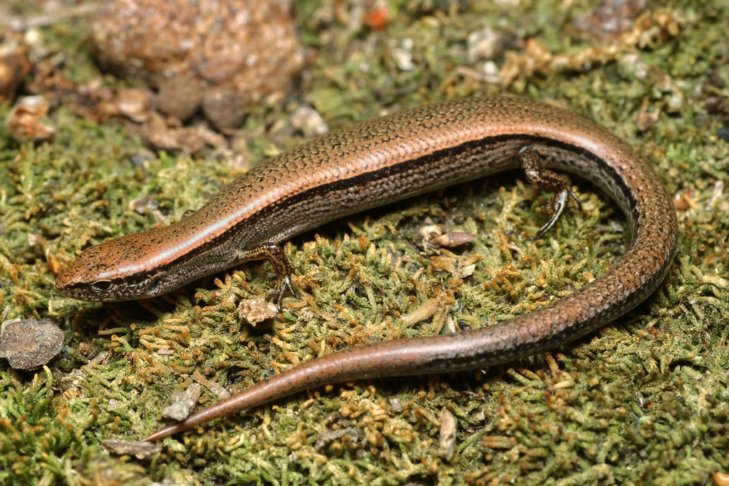 <p>Scincella lateralis</p>