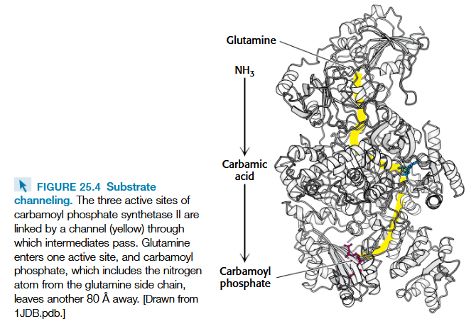 <p>carbomoyl phosphate synthetase II</p>