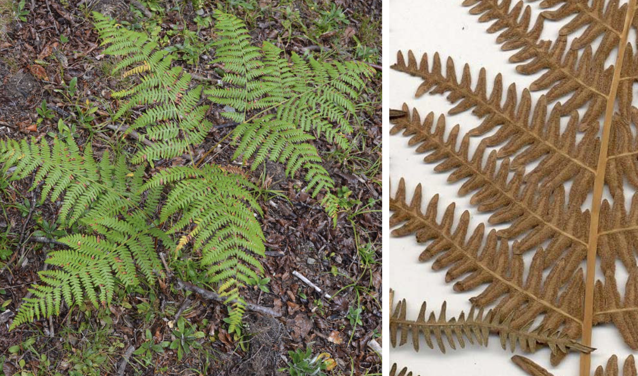 <p>Pteridium aquilinum</p>