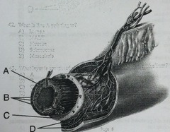 <p>what layer is composed of areolar connective tissue and epithelium?</p>