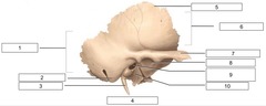 <p>name the bone</p>