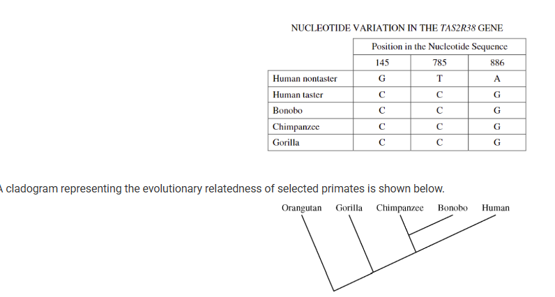 <p>The <em>TAS2R38</em> gene encodes a receptor protein that influences the ability to taste bitterness. The gene has two alleles: a dominant, wild-type allele that enables an individual (taster) to taste bitterness and a recessive, mutant allele that interferes with the ability of an individual (nontaster) to taste bitterness. Three single nucleotide mutations in the coding region of the <em>TAS2R38</em> gene are associated with the nontaster allele. The nucleotides present at the three positions are shown in the table below.</p><p>A cladogram representing the evolutionary relatedness of selected primates is shown below.<br>Which of the following conclusions is supported by the data?</p><p><strong>A) </strong>Humans and bonobos belong to the same genus because the nucleotide sequence of the <em>TAS2R38</em> gene is the same</p><p><strong>B) </strong>Chimpanzees are equally related to humans and bonobos because all three groups possess variants of the <em>TAS2R38</em> gene.</p><p><strong>C) </strong>Humans are more closely related to bonobos than to chimpanzees because the branch of the tree with humans is closest to the branch of the tree with bonobos.</p><p><strong>D) </strong>Bonobos are more closely related to humans than to gorillas because bonobos and humans share a more recent common ancestor than bonobos and gorillas do.</p>