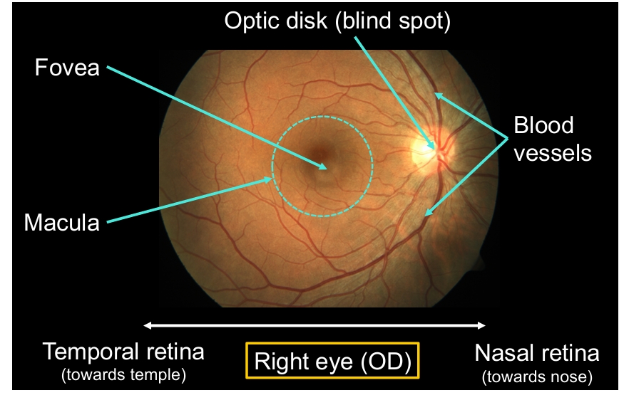 <p>macula - central part of retina (often affected by retinal diseases)</p><p>Middle of macula = fovea - very centre of vision</p><p>Optic disk - where optic nerve exits to brain - blind spot (lack of photoreceptors)</p>