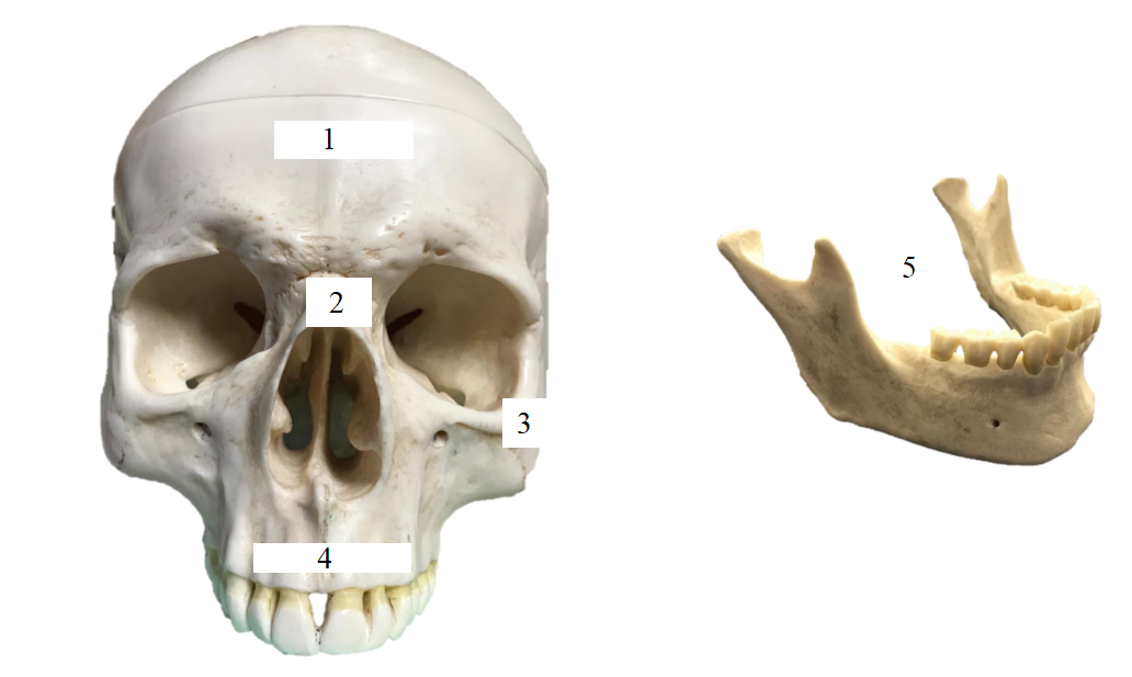 <ol><li><p>What is the name of this bone?</p></li><li><p>What view is it in?</p></li><li><p>Name terms 1-5.</p></li></ol><p></p>