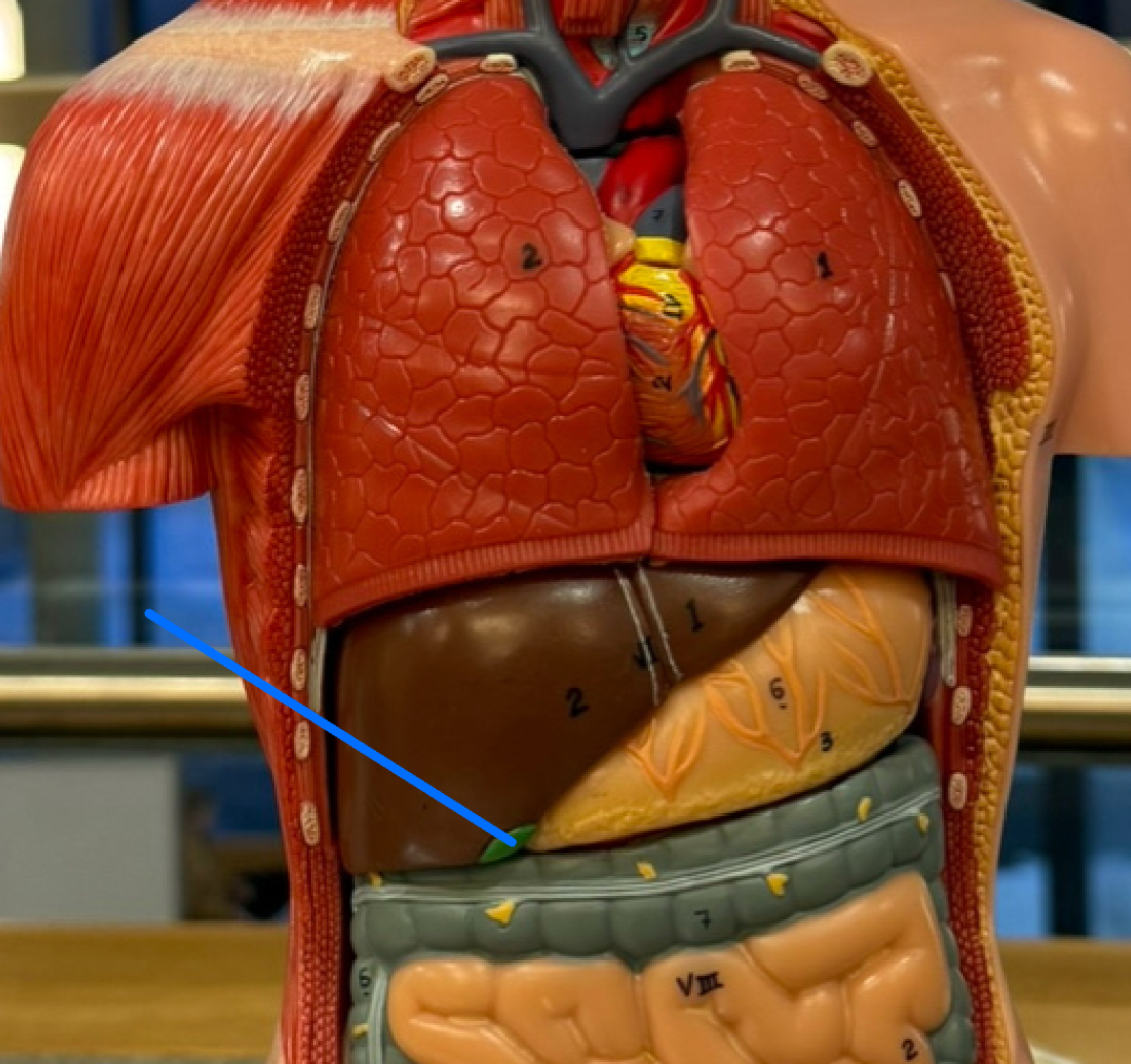 <p>A muscular sac attached to the liver that secretes bile and stores it until needed for digestion</p>