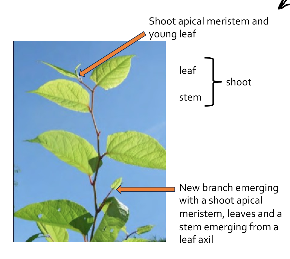 <p>How do lateral branches form?</p>