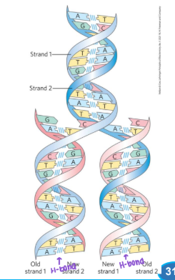<p>___________- monomeric subunits that make up the DNA polymer, they <strong>covalently </strong>bond to each other </p>